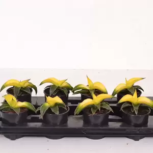 Sansevieria 'Star Canary' 12cm