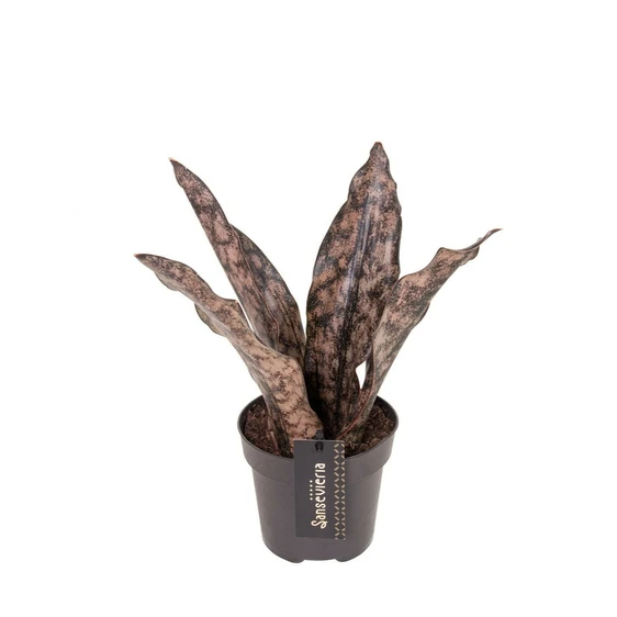 Sansevieria 'Star Canyon Granite' 12cm - image 1