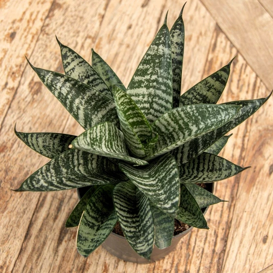 Sansevieria cylindrica 'Star Ming Green Marble' - image 1