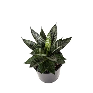 Sansevieria cylindrica 'Star Ming Green Marble' - image 1