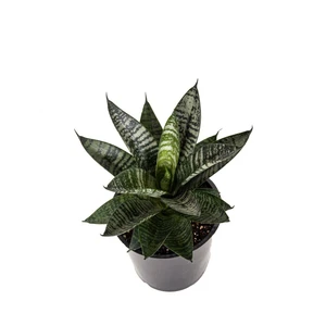 Sansevieria cylindrica 'Star Ming Green Marble' - image 2