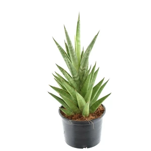 Sansevieria cylindrica 'Starshooter' 15cm - image 1