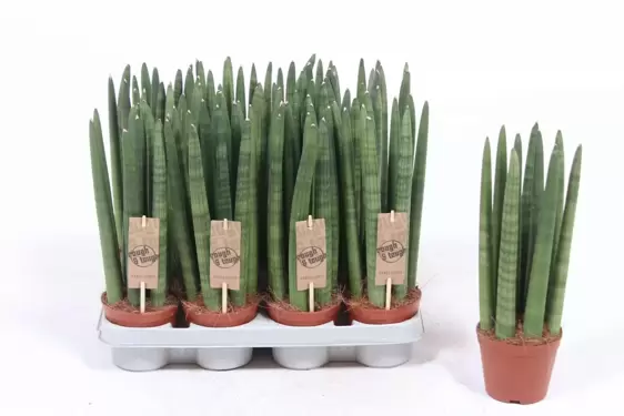 Sansevieria cylindrica 'Straight' 9cm - image 1