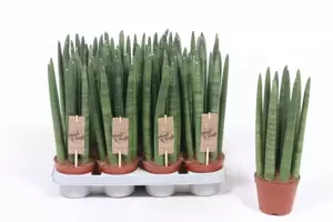 Sansevieria cylindrica 'Straight' 9cm