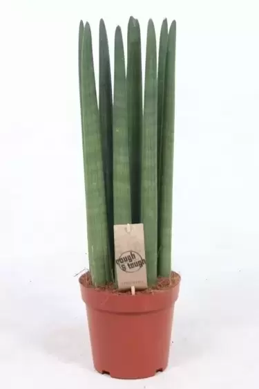 Sansevieria cylindrica 'Straight' 17cm - image 1