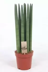 Sansevieria cylindrica 'Straight' 17cm