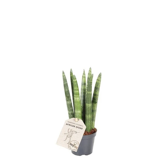 Sansevieria cylindrica 'Straight' 17cm - image 2