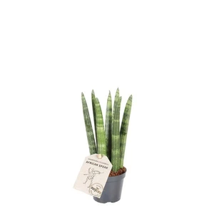 Sansevieria cylindrica 'Straight' 14cm - image 2