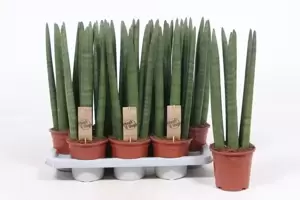 Sansevieria cylindrica 'Straight' 14cm