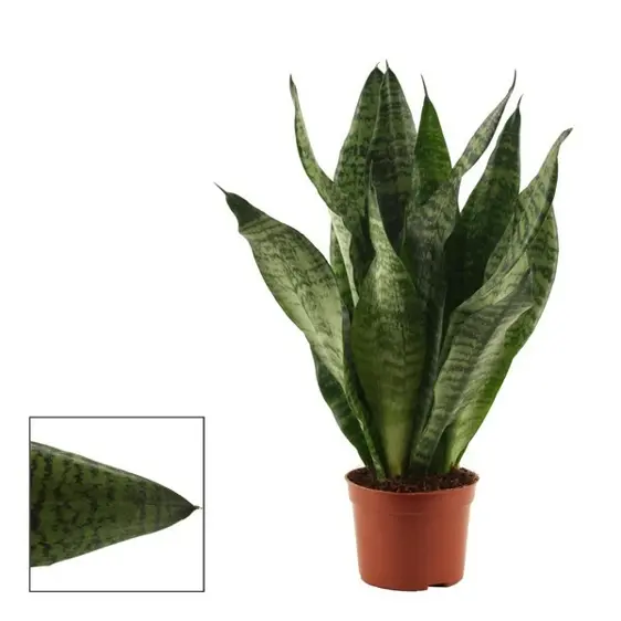 Sansevieria trifasciata 'Super Green' 12cm