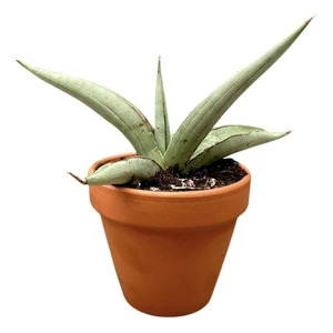 Sansevieria 'Swan Dancer' - image 1