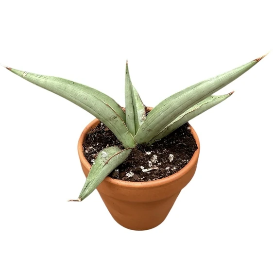 Sansevieria 'Swan Dancer' - image 2
