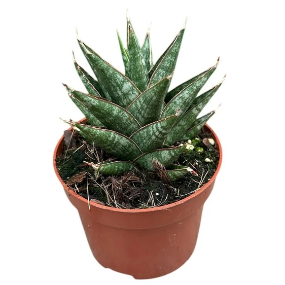 Sansevieria 'Table Mountain' - image 1