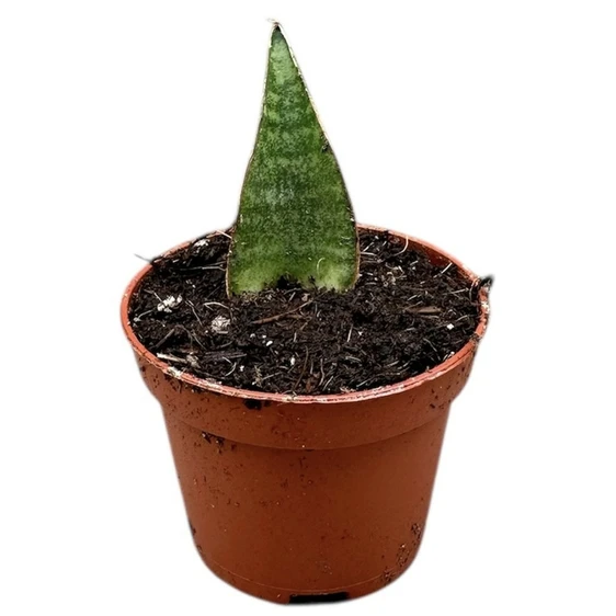 Sansevieria 'Table Mountain' 6cm