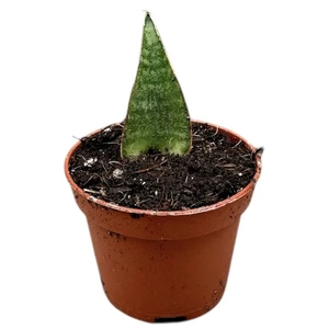 Sansevieria 'Table Mountain' 6cm