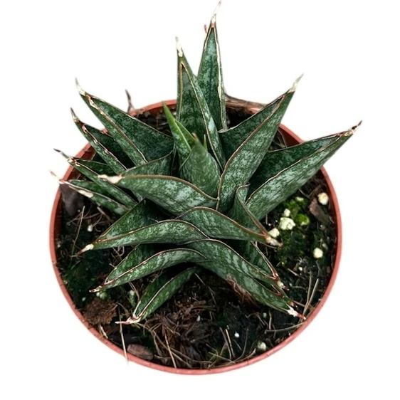 Sansevieria 'Table Mountain' - image 2