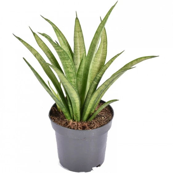 Sansevieria trifasciata 'Tess'