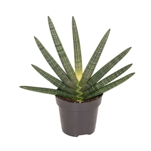 Sansevieria cylindrica 'Tiara Dino Green' - image 2