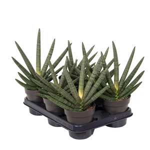 Sansevieria cylindrica 'Tiara Dino Green' - image 2