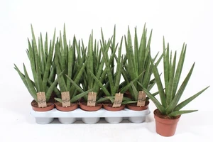 Sansevieria 'Tough Guy' 12cm