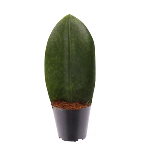 Sansevieria masoniana 'Victoria' 12cm
