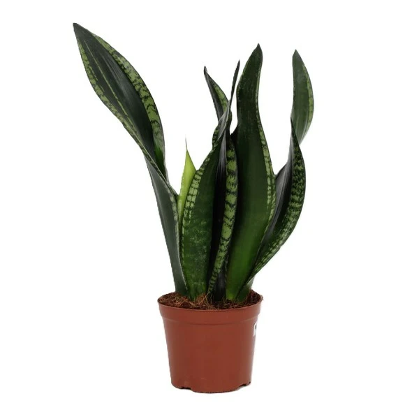 Sansevieria 'Whitney' - Cowell's Garden Centre | Woolsington