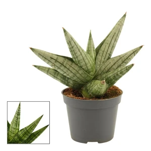 Sansevieria 'Yaya Fan'