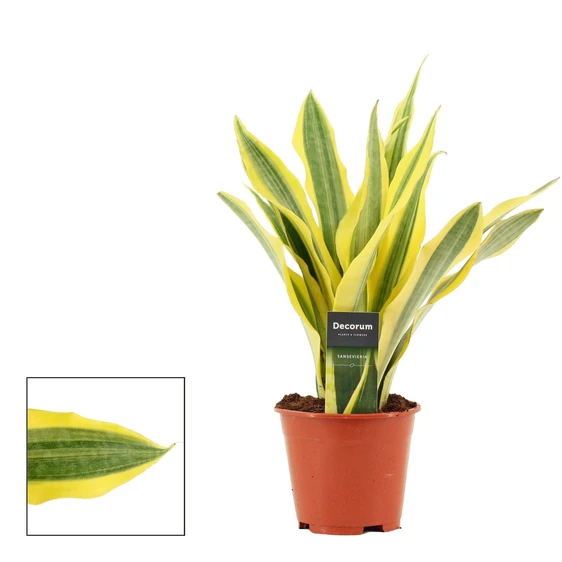 Sansevieria aubrytiana 'Yellowstone'