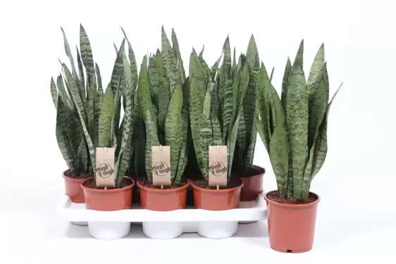 Sansevieria zeylanica 14cm