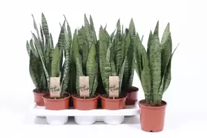 Sansevieria zeylanica 14cm