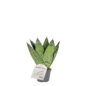 Sansevieria zeylanica 6cm