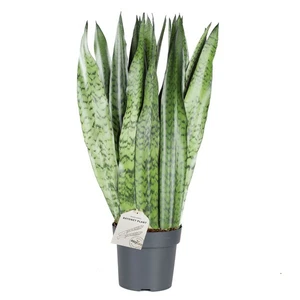 Sansevieria zeylanica 17cm