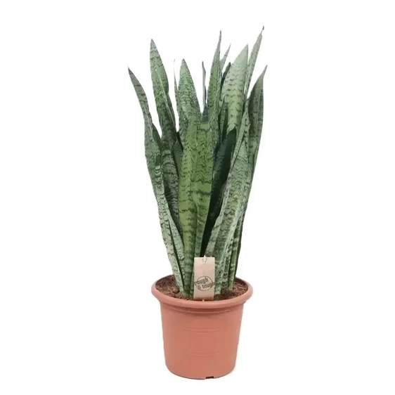Sansevieria zeylanica 21cm