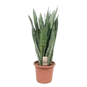 Sansevieria zeylanica 21cm
