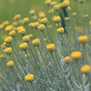 Santolina chamaecyparissus 11cm - image 1