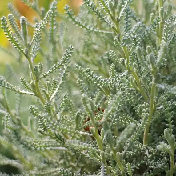 Santolina chamaecyparissus 1L - image 2