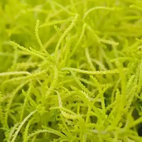 Santolina rosmarinifolia 'Lemon Fizz' 3L - image 1
