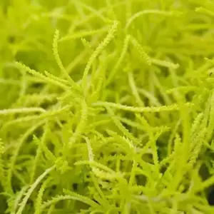 Santolina rosmarinifolia 'Lemon Fizz' 3L - image 1
