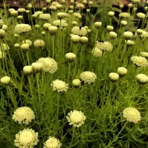 Santolina rosmarinifolia 'Lemon Fizz' 3L - image 2