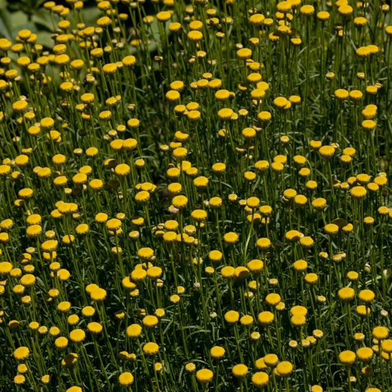 Santolina rosmarinifolia 1L - image 3