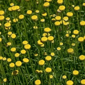Santolina rosmarinifolia - image 1