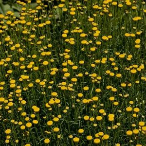 Santolina rosmarinifolia - image 3
