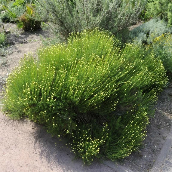 Santolina rosmarinifolia - image 2