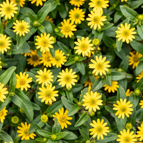 Sanvitalia procumbens