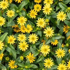 Sanvitalia procumbens