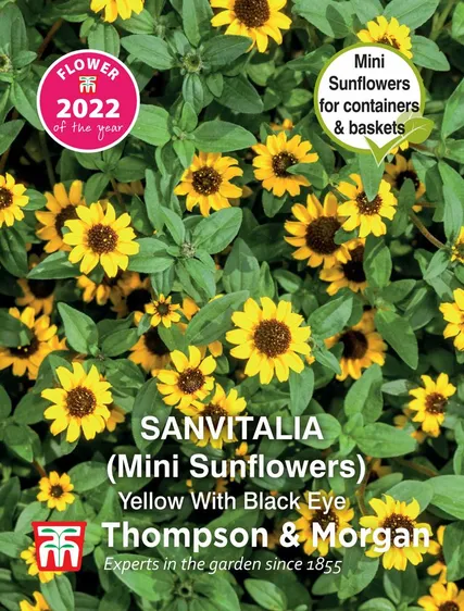 Sanvitalia Yellow With Black Eye - image 1
