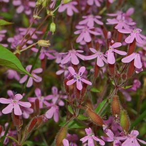 Picture Credit - Kernock Park Plants Ltd.