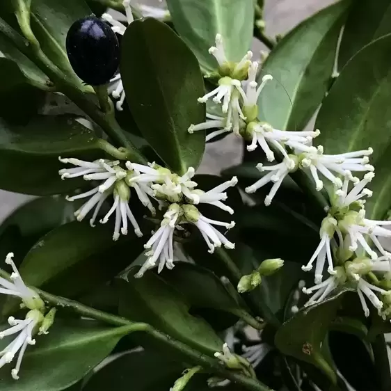 Sarcococca confusa 2L - image 1