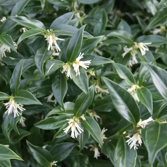 Sarcococca confusa 5L - image 2