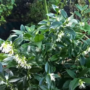 Sarcococca confusa 5L - image 3